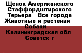 Щенок Американского Стаффордштирского Терьера - Все города Животные и растения » Собаки   . Калининградская обл.,Советск г.